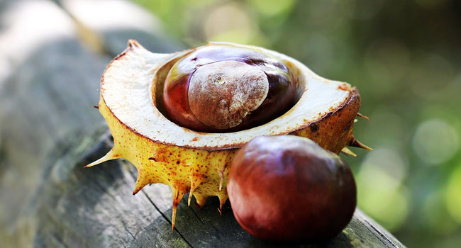 Benefits of Chestnuts